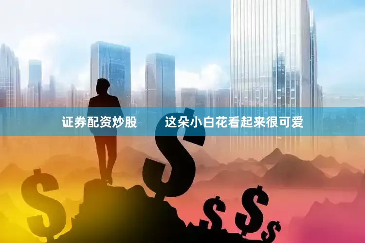 证券配资炒股        这朵小白花看起来很可爱